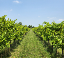 Load image into Gallery viewer, Winemaking: An immersive group experience