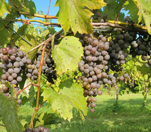 Load image into Gallery viewer, Taste of the Vineyard