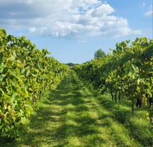 Load image into Gallery viewer, Taste of the Vineyard