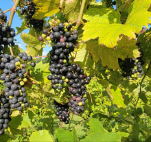 Load image into Gallery viewer, Taste of the Vineyard