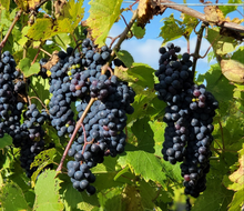 Load image into Gallery viewer, Winemaking: An immersive group experience