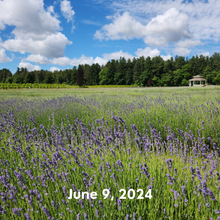 Load image into Gallery viewer, Pick your own Lavender