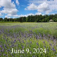 Load image into Gallery viewer, June 9 2024 Lavender Field at Bonnieheath