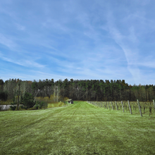 Load image into Gallery viewer, Vineyard by Ponds