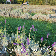 Load image into Gallery viewer, Pick your own Lavender