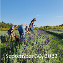 Load image into Gallery viewer, Pick your own Lavender
