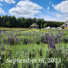 Load image into Gallery viewer, Pick your own Lavender