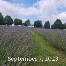 Load image into Gallery viewer, Pick your own Lavender