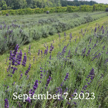 Load image into Gallery viewer, Pick your own Lavender