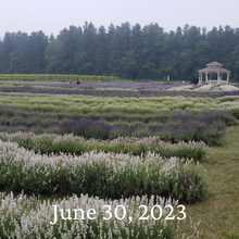 Load image into Gallery viewer, Pick your own Lavender