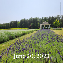 Load image into Gallery viewer, Pick your own Lavender