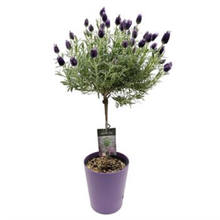 Load image into Gallery viewer, Lavender Topiary