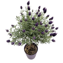 Load image into Gallery viewer, Lavender Topiary