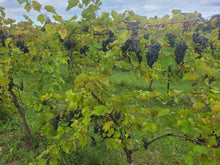 Load image into Gallery viewer, Winemaking: An immersive group experience