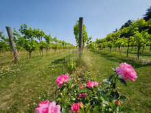Load image into Gallery viewer, Roses at the end of the rows