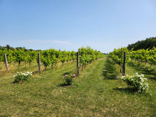 Load image into Gallery viewer, Mixing diverse plants builds resiliency in the vineyard