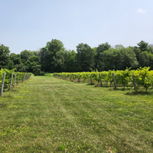 Load image into Gallery viewer, Vineyard