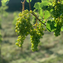 Load image into Gallery viewer, Taste of the Vineyard