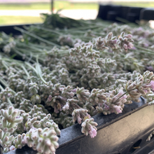Load image into Gallery viewer, Fresh Lavender Bundles
