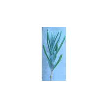 Load image into Gallery viewer, Live Lavender Cuttings