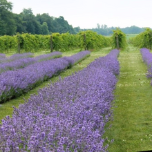 Load image into Gallery viewer, Live Lavender Cuttings