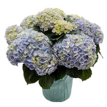 Load image into Gallery viewer, Hydrangea
