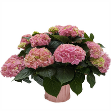 Load image into Gallery viewer, Hydrangea
