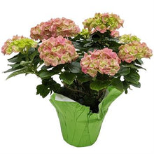 Load image into Gallery viewer, Hydrangea
