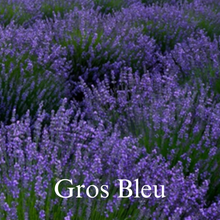 Load image into Gallery viewer, Lavender Plants
