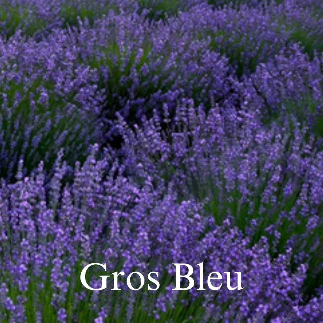gros bleu lavender plant for sale Lavender Plants – Bonnieheath Estate