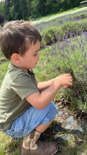 Load image into Gallery viewer, Pick Your Own Lavender

