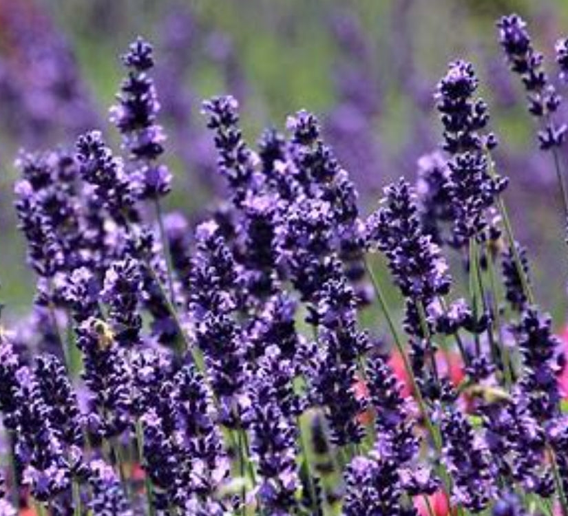 Lavender Plants – Bonnieheath Estate
