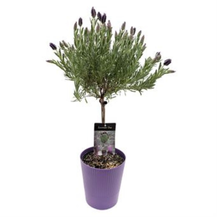 Load image into Gallery viewer, Lavender Topiary
