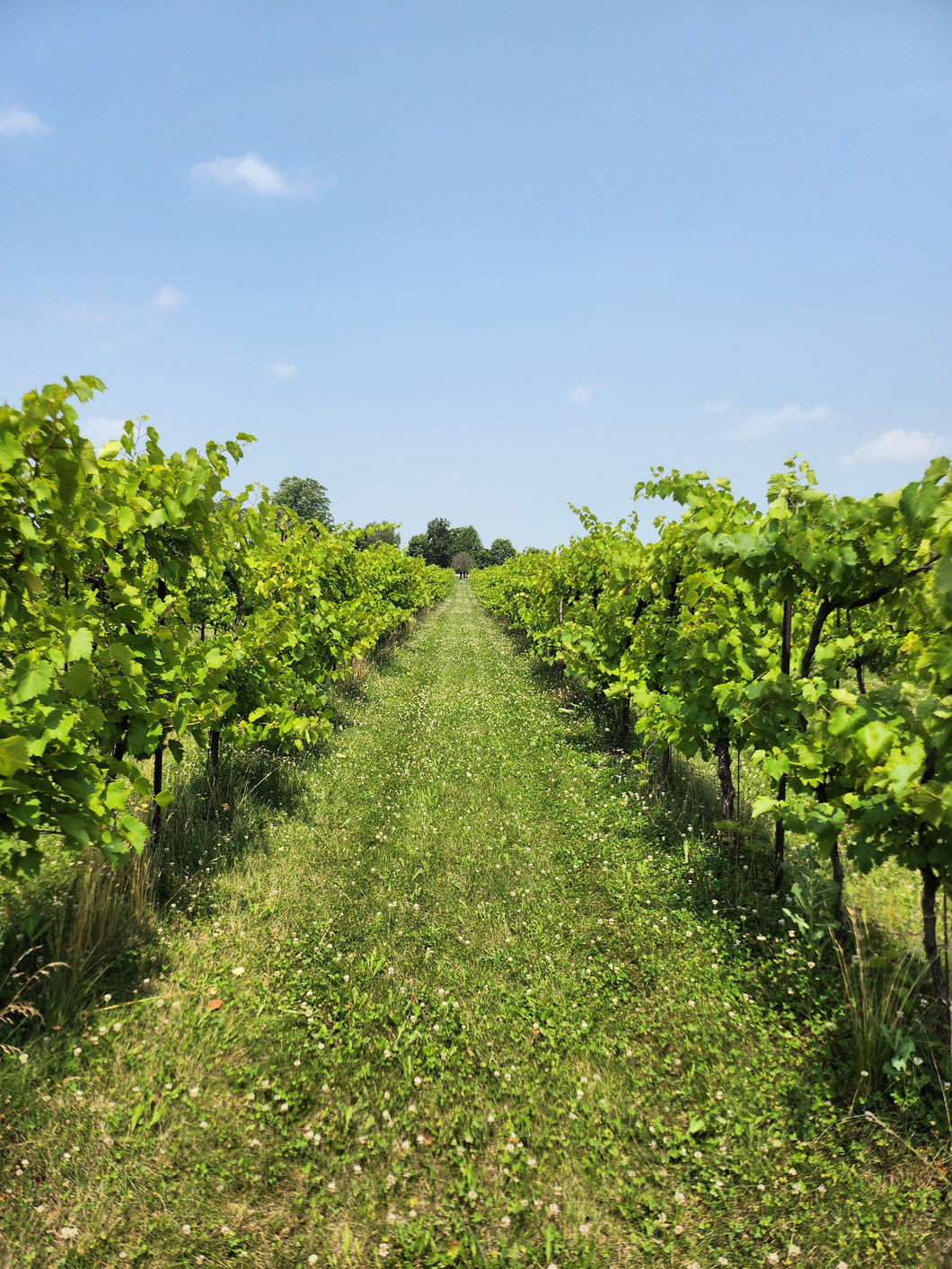 Healthy Soil makes wonderful wine