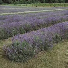 Load and play video in Gallery viewer, Lavender Plants
