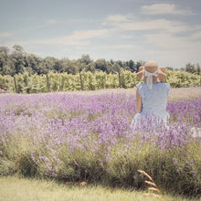 Load image into Gallery viewer, Lavender Field
