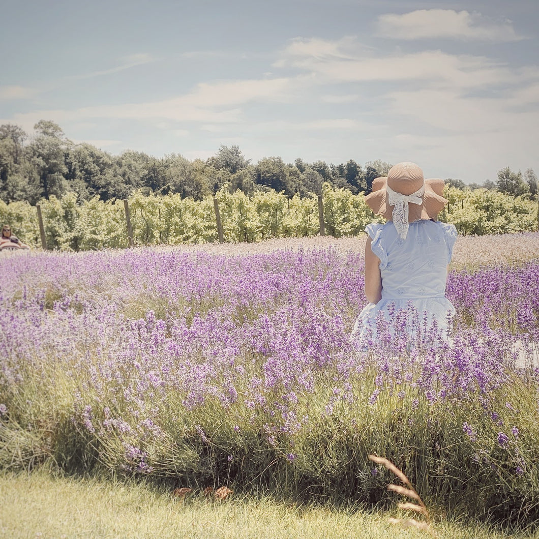 Lavender Field