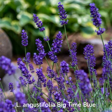 Load image into Gallery viewer, Lavender Plants
