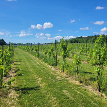 Load image into Gallery viewer, Taste of the Vineyard
