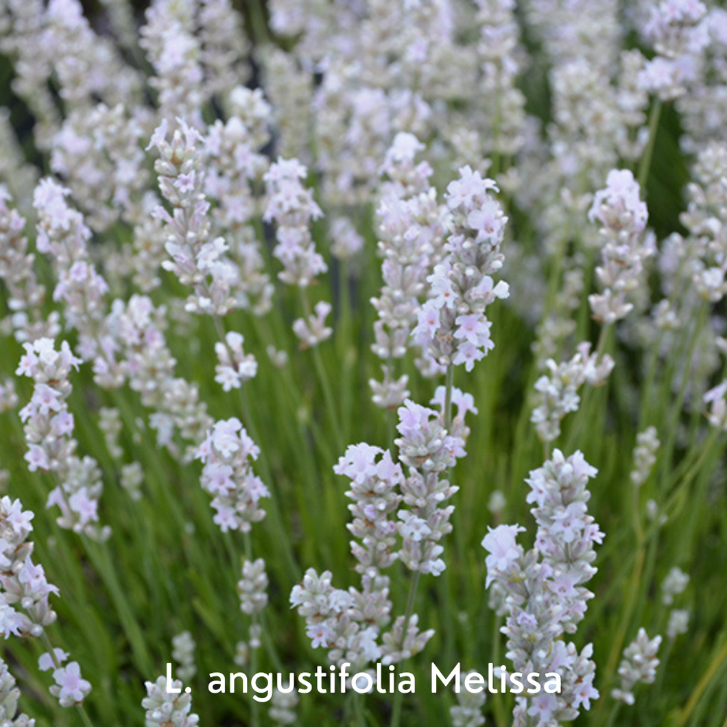 Lavender Plants