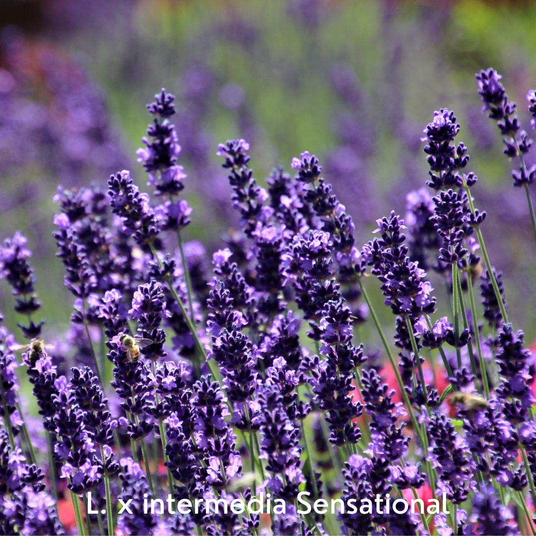 wholesale lavender plants ontario Lavender Plants – Bonnieheath Estate